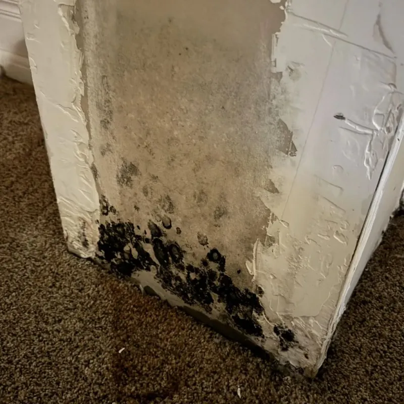Professional Mold Removal in Fossil, OR